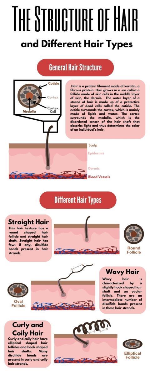 The Structure of Hair