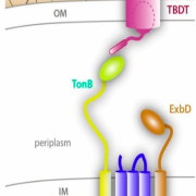 Figure 1. Schematic illustrating the location of the TonB- dependent transporter (TBDT) in relation to TonB, ExbB and ExbD.