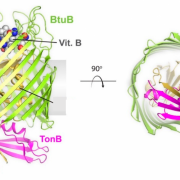 Figure 2. Structure of TBDT known as BtuB, from side and top down. 