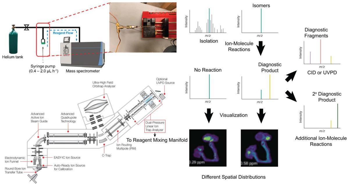 Figure 2. Schematic of the reagent mixing manifold, a Thermo ID-X Orbitrap mass spectrometer (adapted from Thermo Fisher Scientific) and a workflow of a typical ion-molecule reaction MSI experiment.