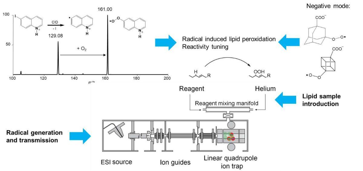 Figure 3. Radical-induced lipid peroxidation reactions in the gas phase as studied in a linear quadrupole ion trap mass spectrometer.